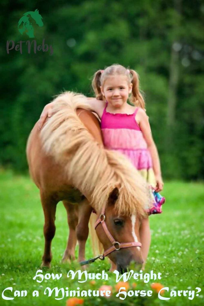 How Much Weight Can a Miniature Horse Carry