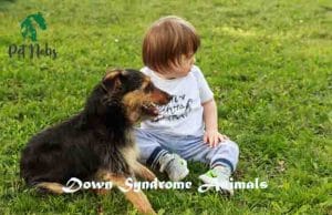 down syndrome animals